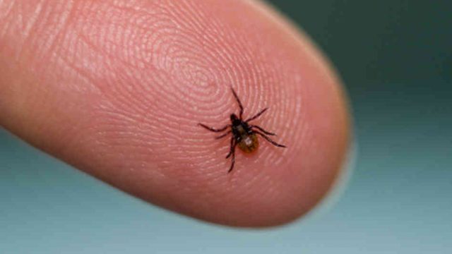 Ticks and Lyme Disease: Symptoms, Treatment, and Prevention